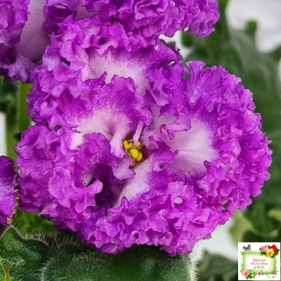 ПТ-Принцесса Ясмин (Т. Пугачева) 2019 г.