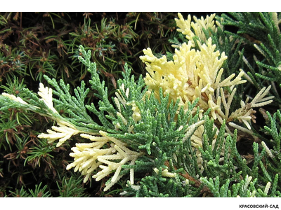 Можжевельник Экспанза Варигата - Expansa Variegata