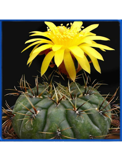 Matucana aureiflora KK 776