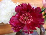 Paeonia Betty Warner