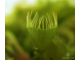 Dionaea muscipula Cross teeth#2