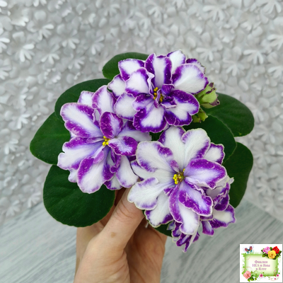 ЮШ-Надюша (И. Волкова) химера