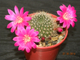 Rebutia senilis v.lilacino-rosea (D=15-20мм) детка без корней