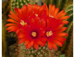 Parodia catamarcensis VG-183 - 10 семян