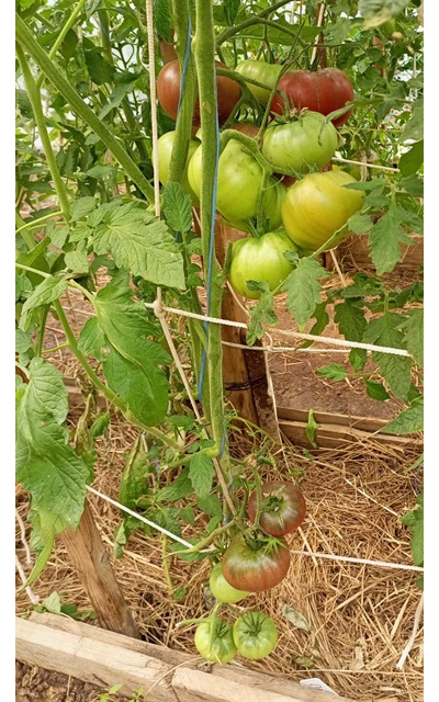 Томат Париж (Paris)