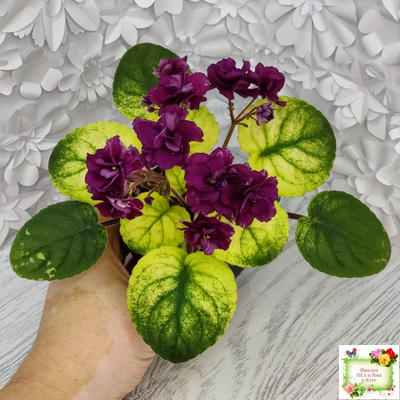 СВ-Город Солнечногорск (О.Емельянова) 2023 г. трейлер