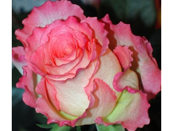 Дуэт (Duett ), Kordes