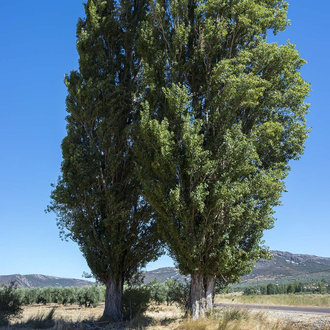 Тополь черный (Populus nigra) Россия, 1 г - 100% натуральное эфирное масло