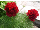 Пион тонколистный махровый (TENUIFOLIA  RUBRA  FLORE  PLENA)