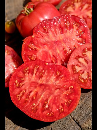 Томат Кристина Ватчева ( Kristina Vatcheva), 10 шт