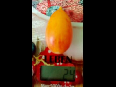 Томат Розовый тигр (Artisan pink tigr)