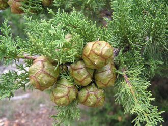 Кипарис (Cupressus sempervirens), ягоды, Крым (30 мл)  - 100% натуральное эфирное масло
