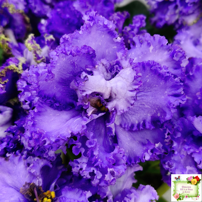 БР-Маленькое Счастье (С. и Н. Буркацкие) 2020 г.