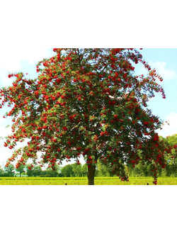 Рябина обыкновенная