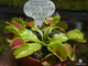 Dionaea muscipula Fused Tooth Perso I