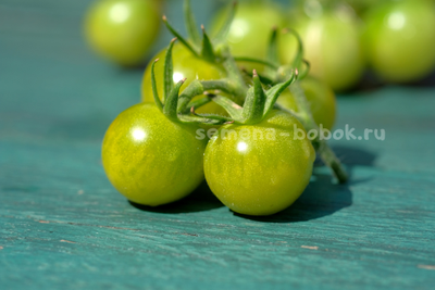 Томат Green Doctors Frosted (Грин Доктор Фростед), 10 шт