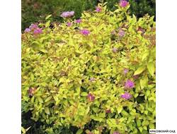 Спирея Голдмаунд - Goldmound