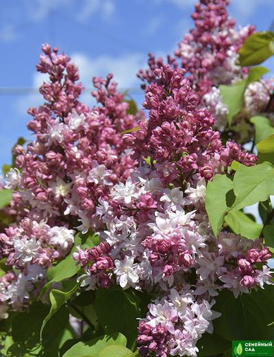 Сирень «Федерико Гарсиа Лорка»