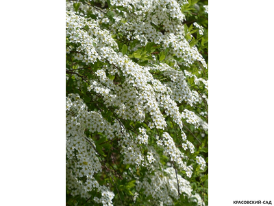 Спирея серая Грефшейм -  Grefsheim