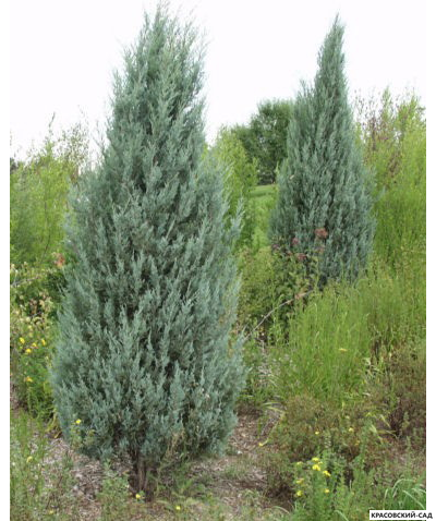 Можжевельник Пэтфиндер - Pathfinder