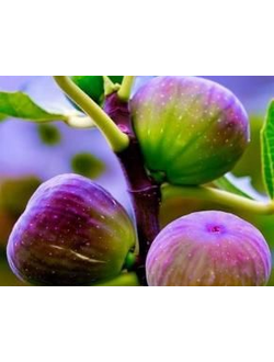 FIG TREE PERFUME OIL (CND) / ИНЖИР ПАРФЮМЕРНЫЙ КОНЦЕНТРАТ