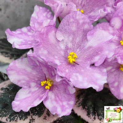 Rivermist Beguiling (J. Baker) (стартер)