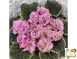 АВ-Розовое Шампанское (Фиалковод) 2020 г. (лист посажен 05.09.25)