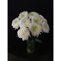 Хризантема одноголовая 9 шт