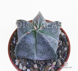 Astrophytum Myriostigma - Астрофитум мириостигма, Астрофитум многорыльцевый, Астрофитум крапчатый, кактус звезда