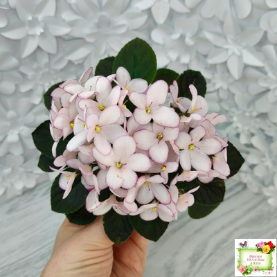 Н-Дюймовочка (Н. Бердникова)