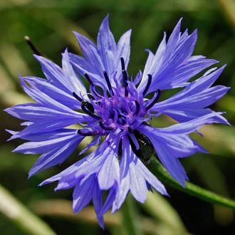 Гидролат Василек синий Centaurea cyanus (цветы) 100 мл