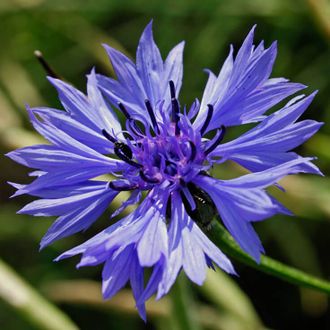 Гидролат Василек синий (Centaurea cyanus) цветы 100 мл