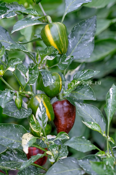 Перец сладкий Madame Paraplü (Мадам Параплю), 10 шт