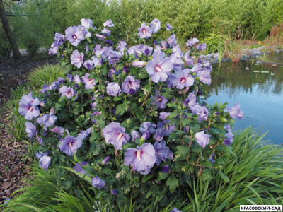 Гибискус Марина - Marina