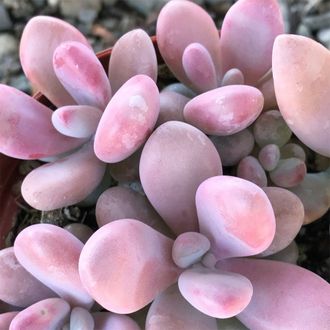 Pachyphytum Pink