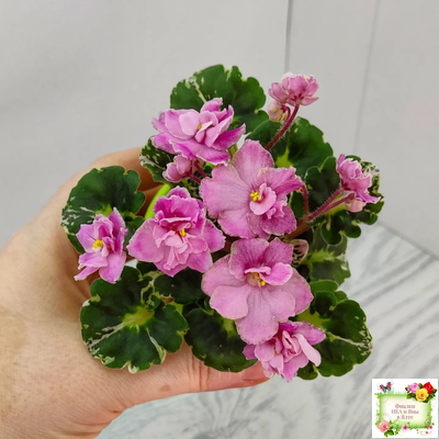 Snuggles Little Girl (S. Sorano) (пестролистный гёрл)