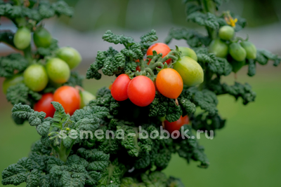 Томат Curly Kaley (Кудрявый Кейли), 7 шт