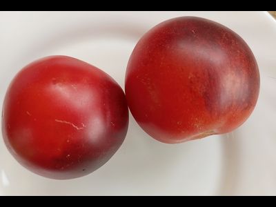 Томат Гондвана роза (Dwarf Gondwana Rose)