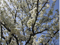 Купить греющую картину с фото цветы на ветках