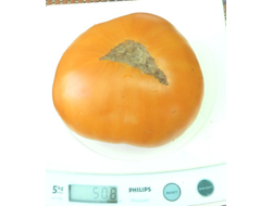 Томат Большой оранжевый хребет (Big Orange Cool Ridge)