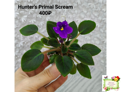 Hunter's Primal Scream (K.Muzalewski) (стартер сорт)