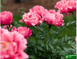 ТРАВЯНИСТЫЕ ПИОНЫ (КЛУБНИ)