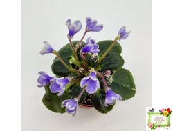 Н-Лесной Родник (Н. Бердникова) 2015