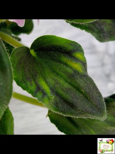 LV-Кирюша (Л. Шевелева) 2022 г. трейлер (клакамас)