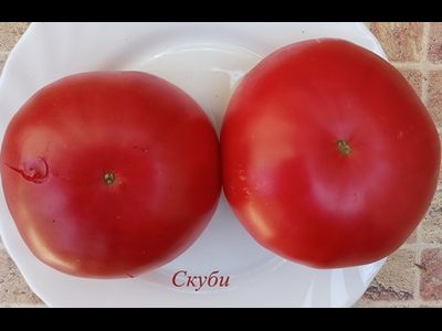 Томат Скуби