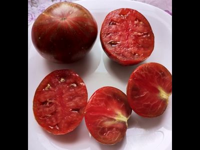 Томат Гном Восторг Диппера (Dwarf Rebel Starfighter Dipper’s Delight)