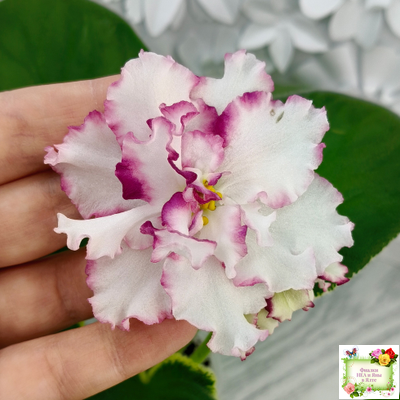 ВаТ-Волшебная Сказка (Т.Валькова) 2019 г.