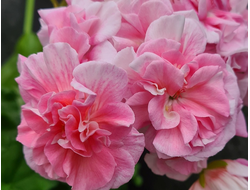 П204 Пеларгония ЮВ Имбирный Мармелад  укорененный черенок