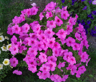 Петуния ампельная Easy Wave® Pink Passion, 5 драже