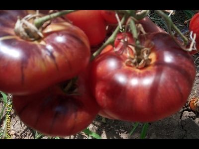 Томат Лазурный гигант (Azure Giant)